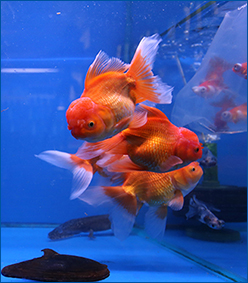 Aquahome Fancy Goldfish