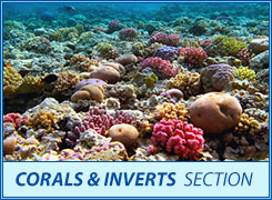 corals and in the section