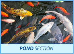 Pond section