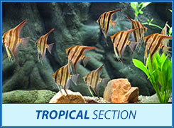 tropical section