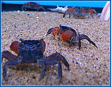 Aquahome Red Crabs