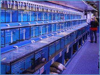 aquarium supplies near me