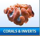 Corals and Inverts